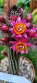 Preview: Hybride Funkenmariechen